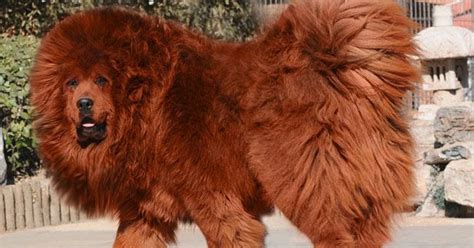 Anjing apa yang Paling Mahal di Dunia? | Belajar Sampai Mati