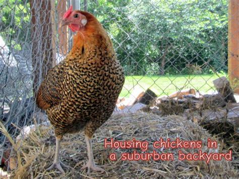 housing chickens in a suburban backyard counting my chickenscounting my chickens