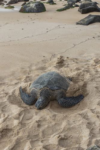 Green Sea Turtle Laniakea Beach Oahu Hawaii Kkachi95 Flickr
