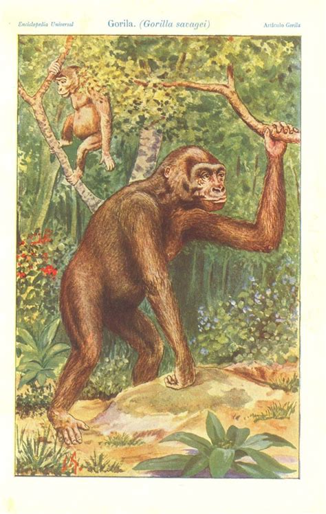 Items Similar To 1920s Gorilla Vintage Print Illustration Gorilla