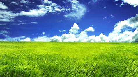 Free Download Blue Sky And Green Field 2560x1600 Wide Wallpapersnet