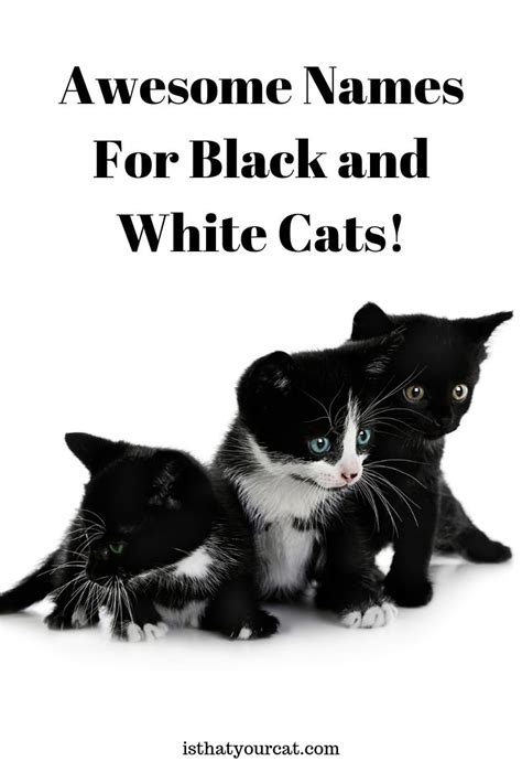 Three Black And White Cats With The Words Awesome Names For Black And