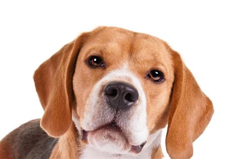 Beagle Dog Breed Information American Kennel Club
