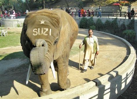 Zoos Only Elephant Suzi Dies Pakistan Dawncom