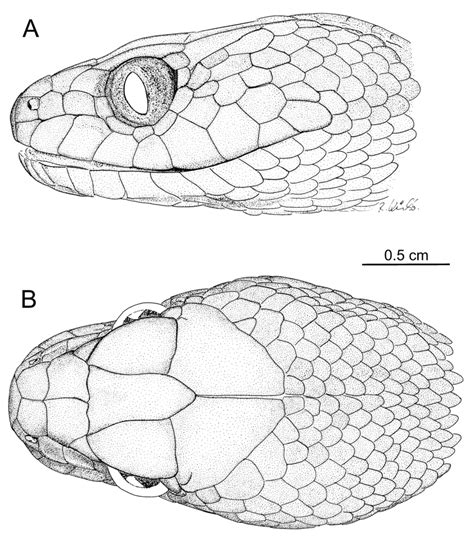 Download Scientific Diagram Head Drawings Of Madagascarophis Fuchsi