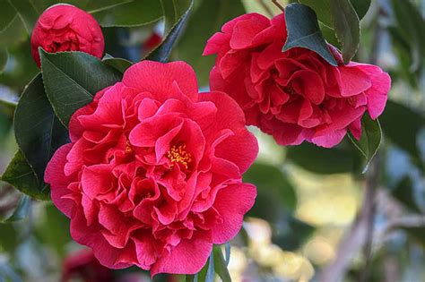11 of the Best Camellia Cultivars to Grow at Home