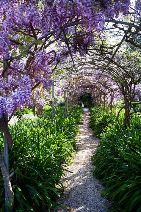The Best Climbing Plants For Australian Gardens Homes To Love