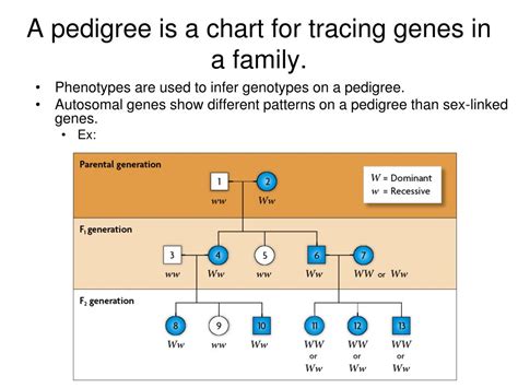 Ppt Genetic Pedigrees Powerpoint Presentation Free Download Id6611990