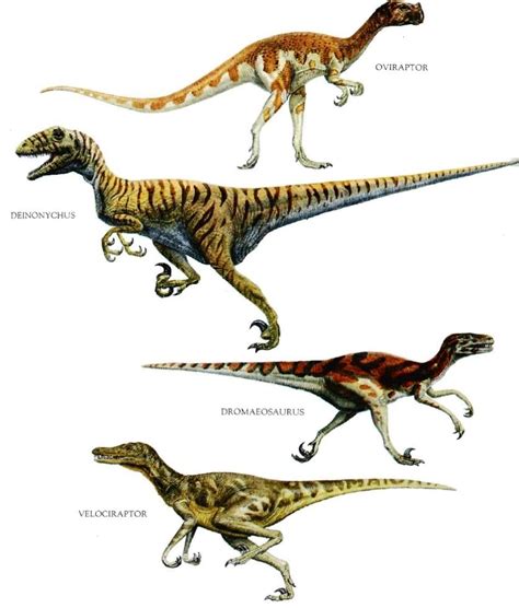 Types Of Raptors Dinosaurs Pinterest Image Search Types Of And