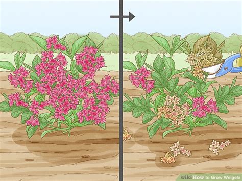 How To Grow Weigela 12 Steps With Pictures Wikihow Life