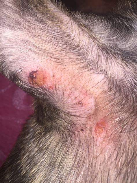 Itchy Red Rash On Dog S Belly Neck Armpits Hot Spots On Ears Rash On