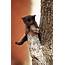 Little Black Kitten On A Branch Of Tree