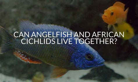 Can Angelfish And African Cichlids Live Together Betta Care Fish Guide