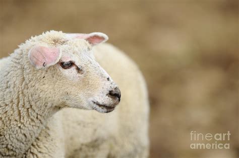 Domestic Sheep Photograph By David And Micha Sheldon Fine Art America