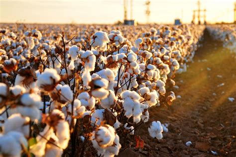 Land Of Cotton