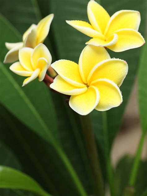 Yellow Plumeria Tree