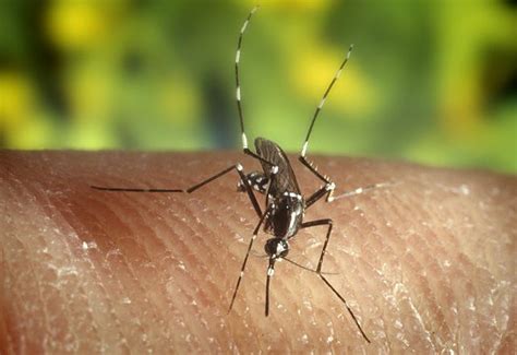 How To Recognise And Avoid Tiger Mosquitoes