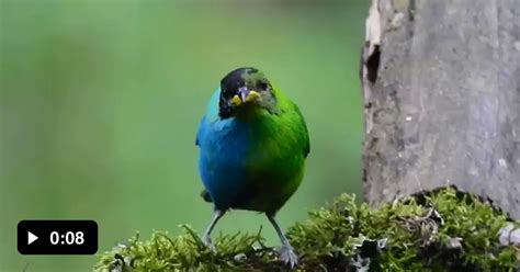 A Striking And Extremely Rare Half Female Half Male Bird Has Been