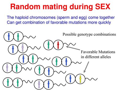 Ppt Genetic Variation The Genetic Substrate For Natural Selection Sex Sources Of Genotypic