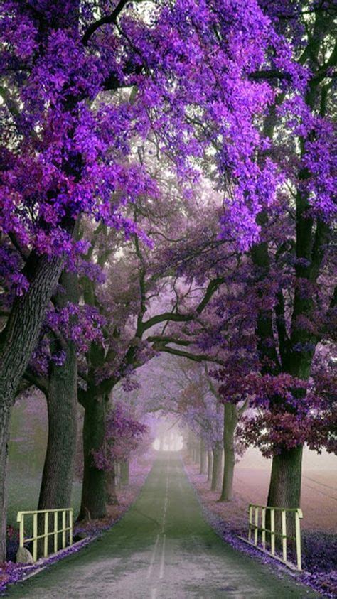 Beautiful Purple Scenery ♥♥beautiful Scenery Pinterest Scenery