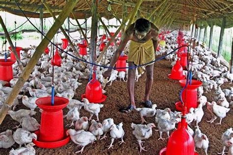 Indian Poultry Farms Are Breeding Drug Resistant Superbugs Researchers