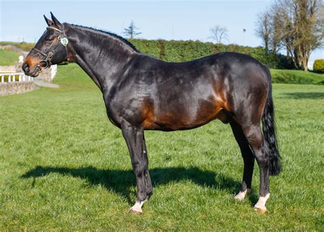 Stallion Selection Results 2017 Horse Sport Ireland