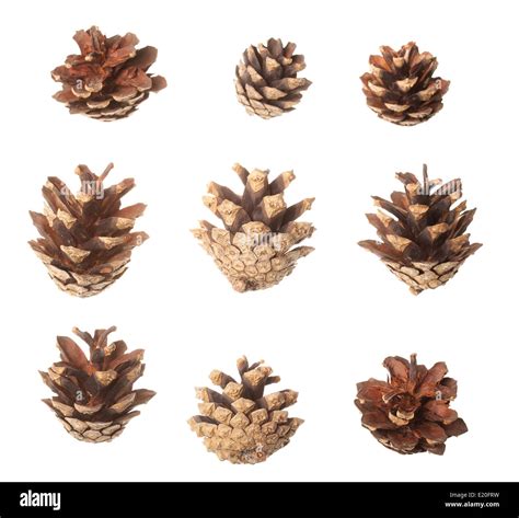 Set Of Pine Cones Stock Photo Alamy