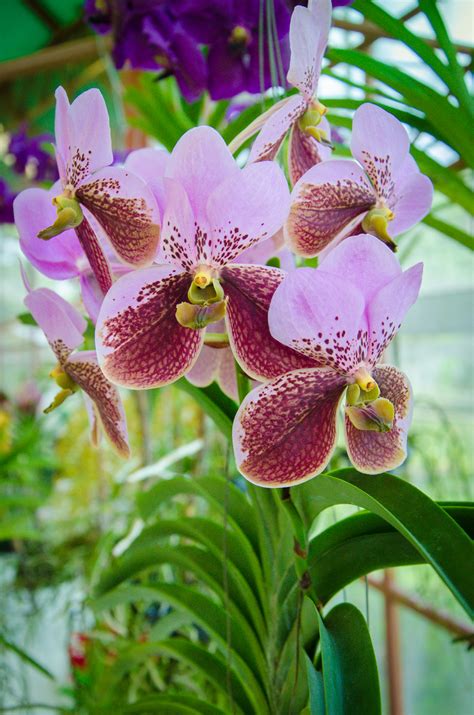 145 best cattleya orchids images on pinterest. Waling-waling - Wikipedia