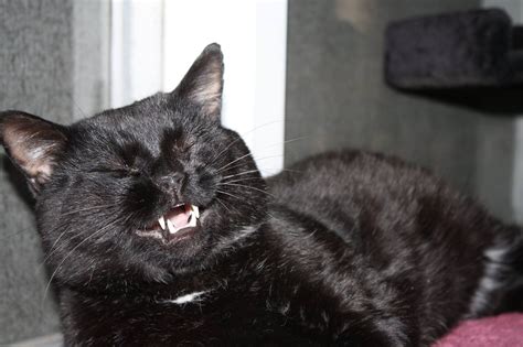 Pin By Susie Slifer On Black Cats Smiling Cat Black Cat Cats