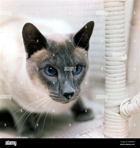 Blue Point Siamese Cat Stock Photo Alamy