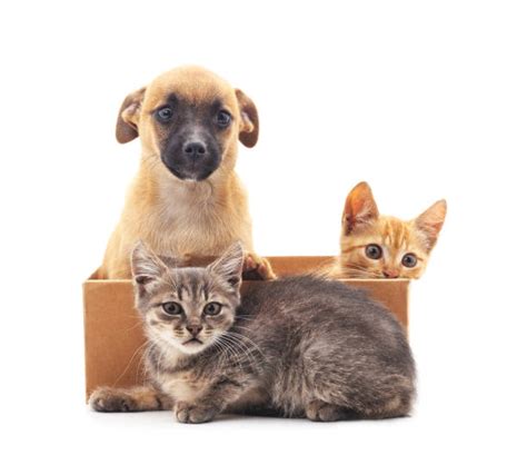 1100 Puppy Kitten Box Stock Photos Pictures And Royalty Free Images