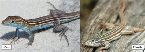 12 Types Of Lizards Found In Virginia Id Guide Bird Watching Hq
