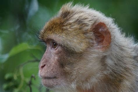 Free Picture Primate Cute Nature Fur Wild Wildlife Animal Monkey