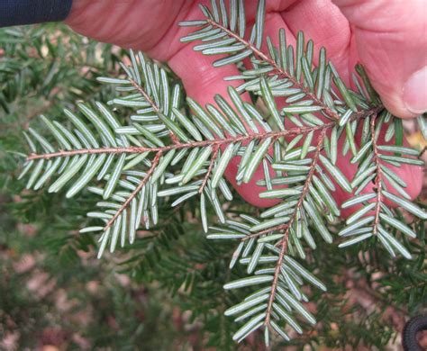 Western Hemlock Tree Guide Uk Western Hemlock Tree Identification