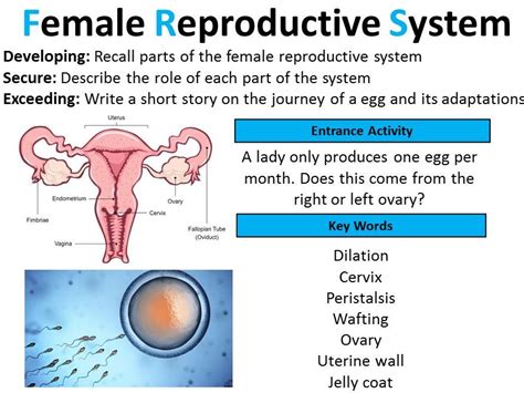 Gcse Biology Female Reproductive System Lesson Teaching Resources