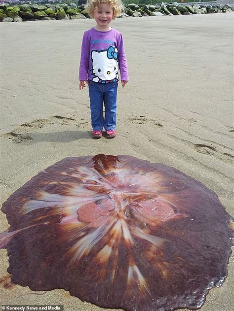 The lions mane jellyfish is the largest jellyfish in the world. Father and daughter spot giant 6ft lion's mane jellyfish ...