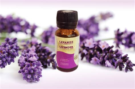 Best Lavender Plant For Essential Oil Lavender Plant