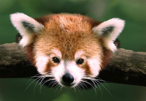 Baby Red Panda Wallpapers Hd Desktop And Mobile Backgrounds