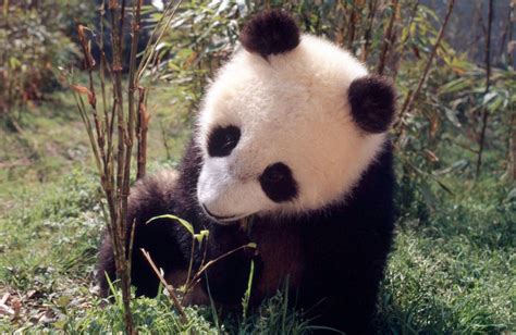 Giant Panda Species Facts Info And More Wwfca Giant Panda Panda