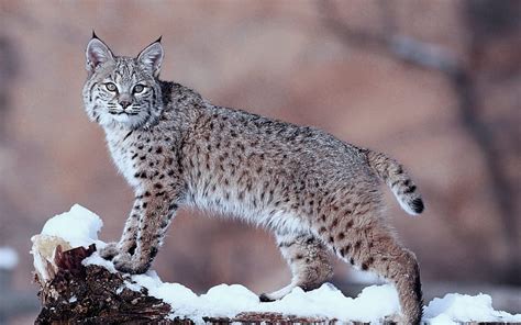 Snow Lynx Cat Hd Wallpaper Peakpx