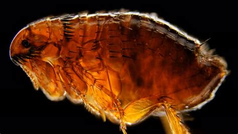 Flea Under The Microscope Genus Ctenocephalides Felis Stock Footage