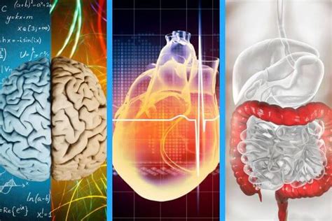 Three Brains Head Heart Gut Increasing Your Awareness Beautiful