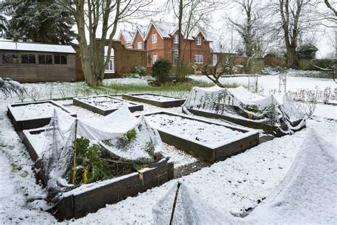 Pack beds or allow them to settle before planting. How to Prepare Your No Dig Raised Beds for Winter - Tiny ...
