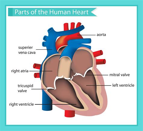 Scientific Medical Illustration Of Parts Of The Human Heart 685453
