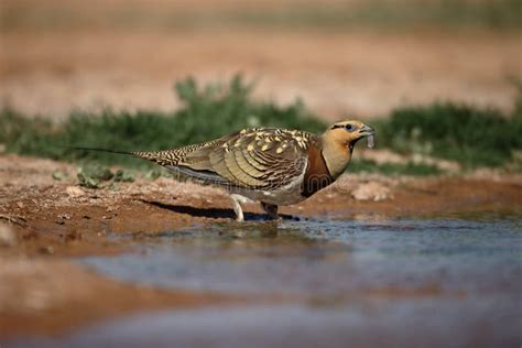 Pin Tailed Sandgrouse Pterocles Alchata Stock Photo Image Of Alchata