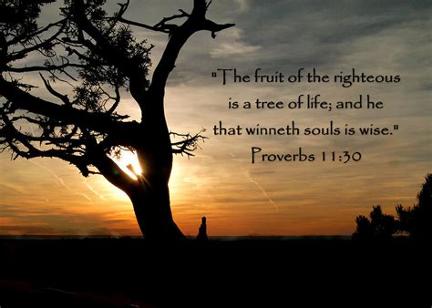 Tree Of Life Of Proverbs 11 Photograph By Cindy Wright