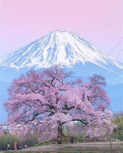 Blooming Sakura Tree At Mount Fuji Japan By Kenji Hashibaift