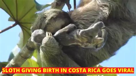 Sloth Giving Birth In Costa Rica Goes Viral Youtube