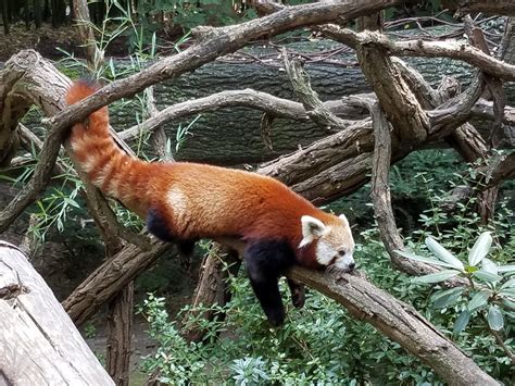 Red Panda Chilling At The Bronx Zoo Oc Rredpandas