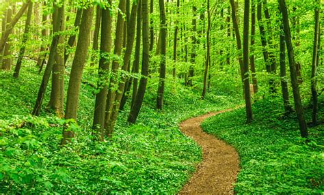 Forest Path Through Blooming Wood Garlic In Beech Tree Forest Stock